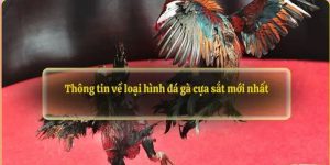 Các thể loại chọi gà cựa sắt hấp dẫn