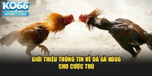 Đôi nét về loại hình đá gà cựa sắt tại KO66 