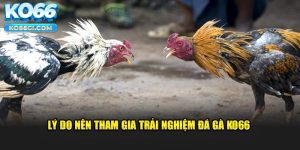 Xem đá gà cựa sắt với hình ảnh chất lượng 