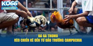 Bí quyết tăng hiệu quả thắng cược khi chơi chọi gà