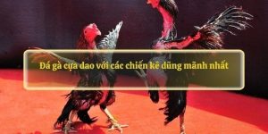 Điểm mạnh của sảnh đá gà tại KO66