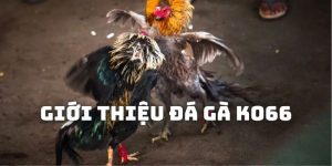 Giới thiệu về đá gà ko66