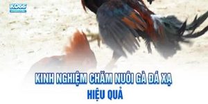 Cần có chế độ chăm sóc kỹ lưỡng dành cho gà