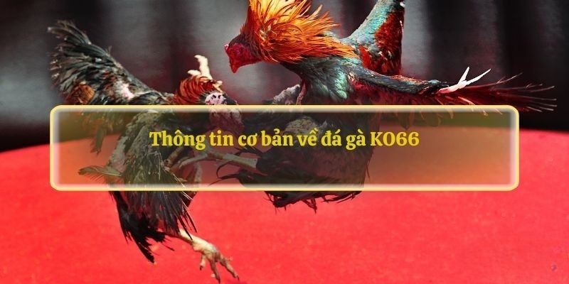 Ảnh đại diện đá gà KO66