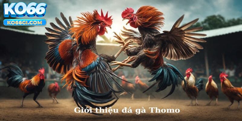 giới thiệu đá gà thomo